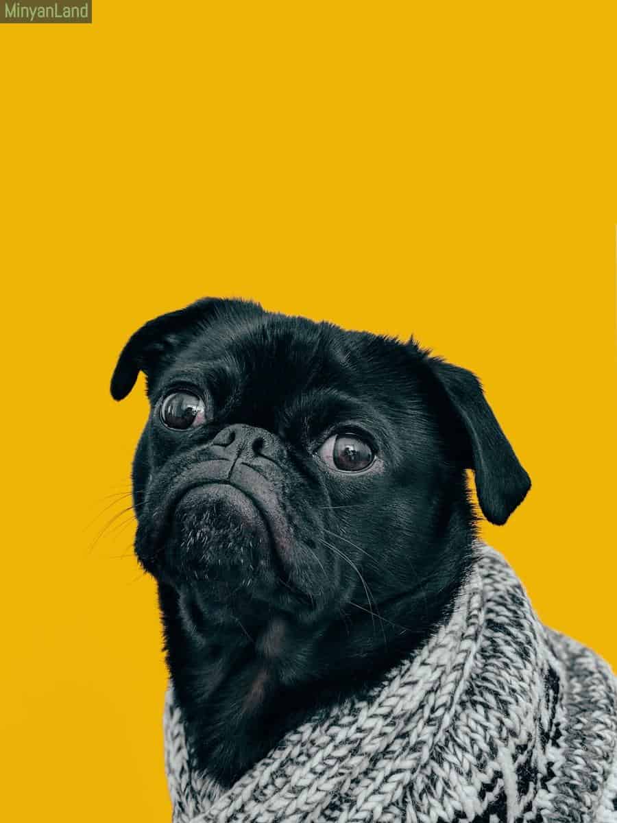 Mejores mascotas para niños pequeños
