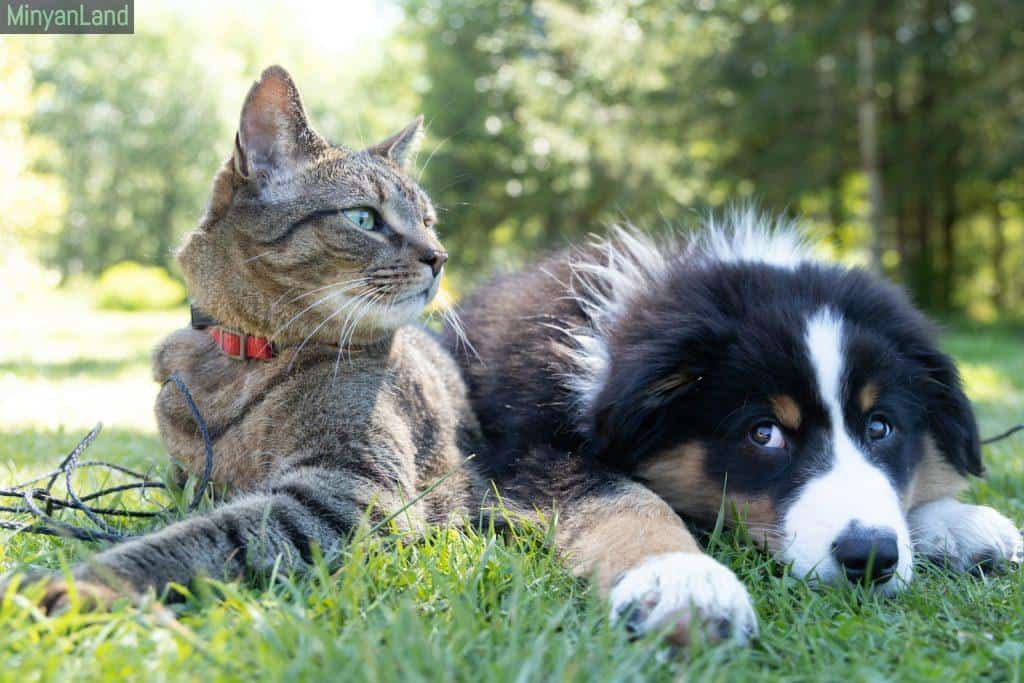Perros o gatos